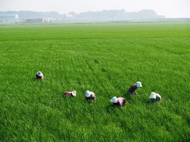Comparatif des Pièces Détachées Adaptables vs Origine pour Tracteurs